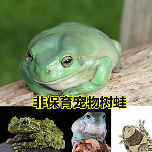 印尼绿老爷树蛙,姥爷牛奶非牛钟角澳洲,1.5—2厘米,稳定开