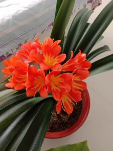 青岛大叶君子兰,青岛大叶,16片叶,叶长50厘米,叶宽4.