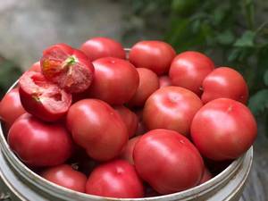 红娘喜铺8871120980淘宝云南自然熟西红柿新鲜蔬菜沙瓤粉果番茄5斤