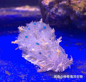 蓝点食藻海猪,海兔,专业除藻,观赏鱼,效果最好的海缸除藻生物