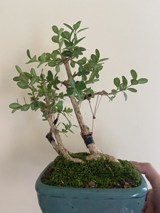 艺术天赋应该是一个淘宝黄扬皱皮黄杨盆景老桩造型石四季常青灌木