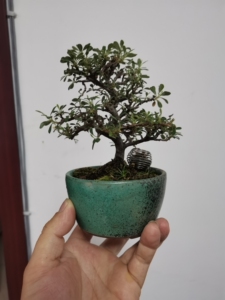 日本八房紫檀盆景  日本原盆原土进口  小叶性白花红果  以