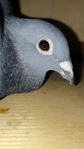 纯血米歇尔杨阿腾黑钻一对,种鸽不出,支持预定子代,1288一