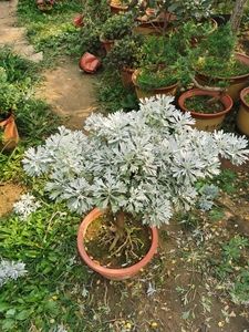 盆栽多年的芙蓉菊,也叫香艾,雪艾,奇艾的,大树型,骨架优美