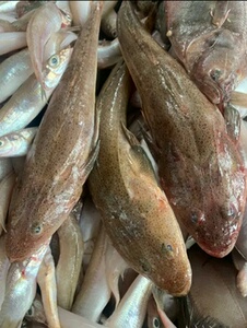 捕新鲜野生辫子鱼牛尾鱼,直接拍,49包邮,鲜鱼极速仰天大笑去遛弯25