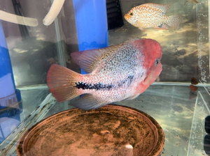 红脸关公网文火口网纹狮头美鲷