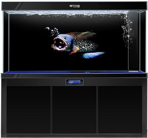 鱼缸背景画 雷龙鱼款鱼缸背景纸