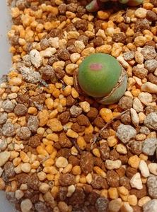 嘟嘟嘴玻尿酸嘴小红嘴肉锥,非1380b,非2736等,编号未