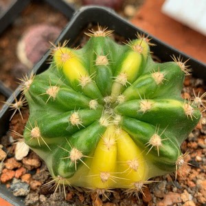 稀有自根大豪丸锦仙人球盆栽绿植防辐射易养奇趣室内创意花卉