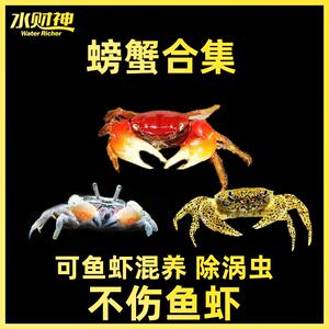 迷你辣椒蟹螃蟹深水蟹淡水热带观赏蟹鱼虾混养除涡虫活