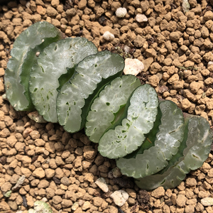 云窗酒井玉扇十二卷多肉植物,六公分