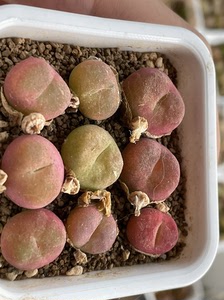 毛汉尼 红色毛汉尼.编号毛 红樱桃尺寸如图 很多带种夹的 买