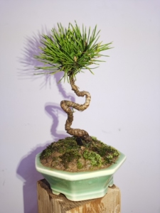 三河黑松盆景造型童子功微盆景黑松童子功微盆景,短针.老味十足