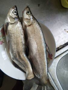 丹江水域翘嘴鲌鱼,精品高质量野生鱼!