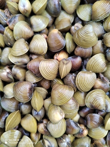 河蚬 黄金蚬 河蚌苗淡水贝 扁螺 螺蛳 水族净化水除藻 鱼缸