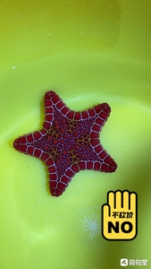 00同款货源侏罗纪de蚊子淘宝西非海星饼干海星 海缸饲养0人付款