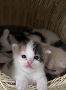 三花布偶幼崽找新家,可爱的长毛小猫.