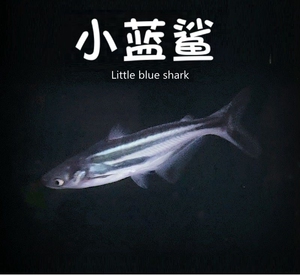 观赏鱼鲨鱼活体小蓝鲨鱼缸水族淡水宠物小中型热带鱼非白鲨虎头鲨
