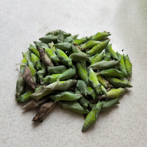 蝶蛹 蝴蝶蛹 活蝴蝶蛹