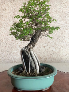 日本进口榆榉,大树型树型优美清新,还在发叶中,盆景植物特殊物