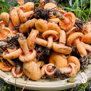 大山野生三九菇寒菌铜绿菌纯天然野生鲜品采回来然后焯水后保存起