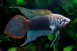 野采圆尾斗鱼,斗鱼,中国圆尾斗鱼,老婆鱼,纯野生相当耐活 大