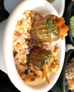 士童属 欧若拉 仙人球 非大型士童 艳肌士童 欧洲园艺输入