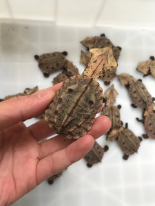 马塔龟玛塔龟枯叶龟黑马塔玛塔现货秒发龙骨笔直严格全品工作室比