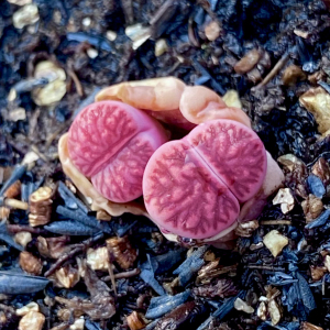 双头紫菊 生石花 精品 特选 紫菊纹章母本 菊纹章