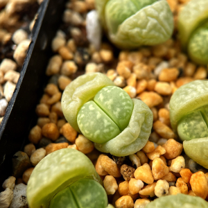 生石花绿茧型(捷克绿宝石)