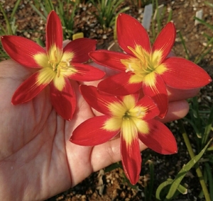 炽热的爱 风雨兰 红色花瓣,黄色的花芯,经典的红包金,花大而