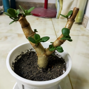 玉树八宝树