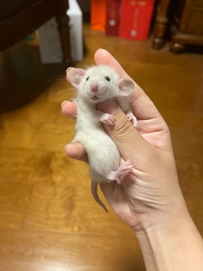 飞象耳花枝鼠宠物幼鼠暹罗卷毛白鼻子哈士奇正脸花脸仓鼠家养