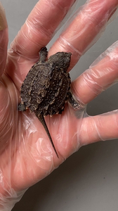 中美拟鳄龟 超级夸张头部 完虐99.9%同类. 这个脑挂绝对