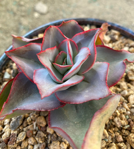 多肉植物钢叶莲,5年生老桩.杆子代表年份.钢叶莲这种状态的不