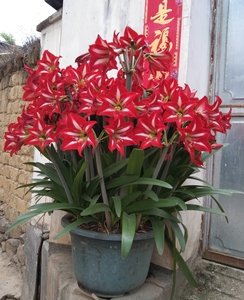 川女王朱顶红 朱顶红9.9元一棵包邮