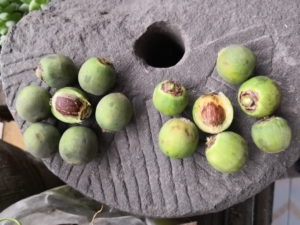 紫金鼠鲜果 招财鼠原料 紫金鼠带皮原籽原料 风干果  通货