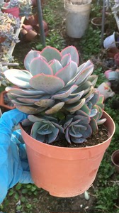朱丽斯多肉老桩