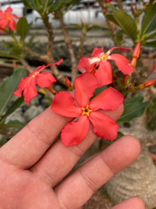 块根 温莎瓶干棒槌 实生 园艺株