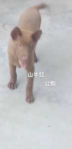 土狗中华田园犬山牛红土猎竖耳朵狗漂亮元!长期有土狗苗批发!同