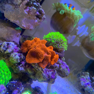 金属红菇珊瑚 红菇软体珊瑚 lps 菇类珊瑚.