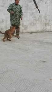 三个多月马犬托尼孙代,cku出生纸,一公一母性格烈 动力强