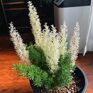 狐尾天门冬锦 狐尾天门冬 白锦狐尾天门冬 锦叶狐尾 白锦狐尾