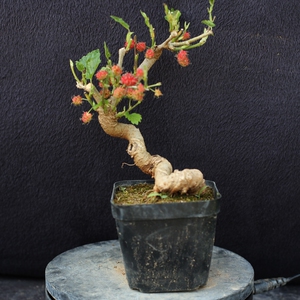 000人付款淘宝姬果桑盆景,老桩,小叶果品