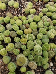 100颗25元包邮 清棚绿福来c56a生石花三年苗