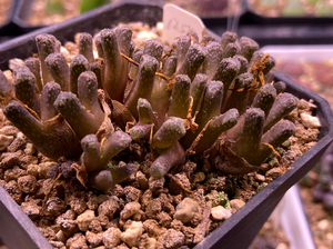 火柴头肉锥,1266,1254