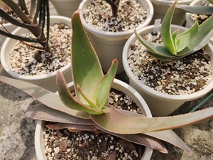 银芳锦芦荟┆一物一拍┆aloe striata