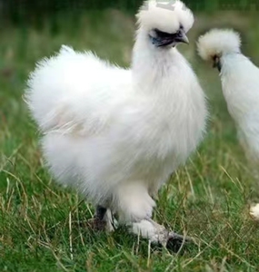 乌鸡授精蛋,纯种江西泰和乌鸡种蛋,自己孵化受精率100%,快