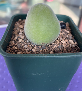 宝辉玉 宝辉 肉锥 番杏之王 产地宝辉 单头3.2cm,60