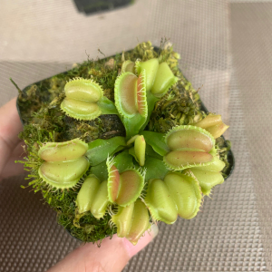 天使之翼捕蝇草,一物一拍,全场清货处理,满68包邮